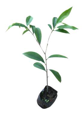 正宗无患子树苗中药植物镇宅