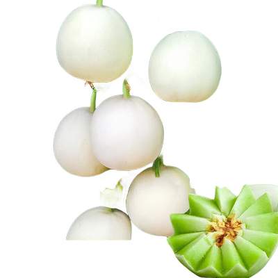 玉菇甜瓜种籽秧苗超甜香瓜早熟苗