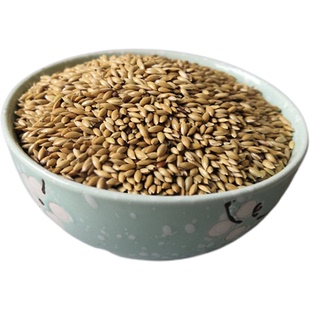 进口加纳利子鹦鹉鸟食油尖粟白尖粟草庐籽金丝雀鸟粮全国5斤包邮