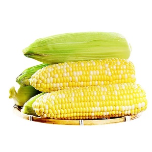 云南金银水果玉米新鲜甜玉米棒子现摘可生吃的爆浆嫩玉米当季苞谷