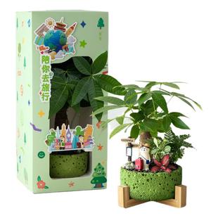 发财树小盆栽办公室桌面招财绿植摆件室内客厅云竹植物带礼盒礼物