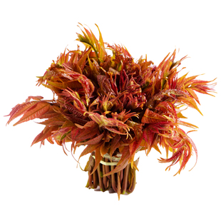 红油香椿树苖正宗矮化食用香春树苗老桩四季南方种植地载盆栽四季