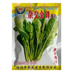 黄叶菠菜籽种叶肉肥厚大叶菠菜种子高产菠菜种籽春秋冬季蔬菜种孑