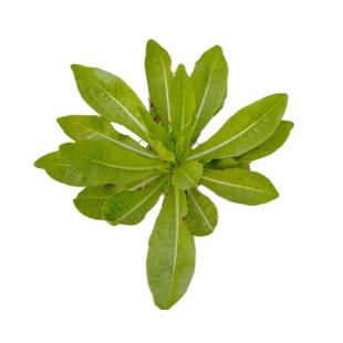 菊苣草种籽大叶多年生兔子牛鱼鸡鸭鹅养殖四季牧草种子种植高产