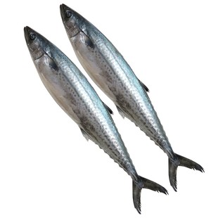 青岛大鲅鱼整条10斤新鲜鲜活冷冻燕鲅鱼特大超大蓝点马鲛鱼5-20