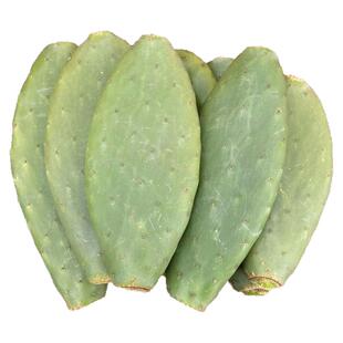 正宗米邦塔仙人掌新鲜可食用仙人掌药用外敷仙人掌食用仙人掌中药