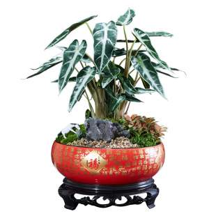 红枫盆景室内桌面窗台办公室红叶盆栽庭院观叶净化空气茶台绿植物