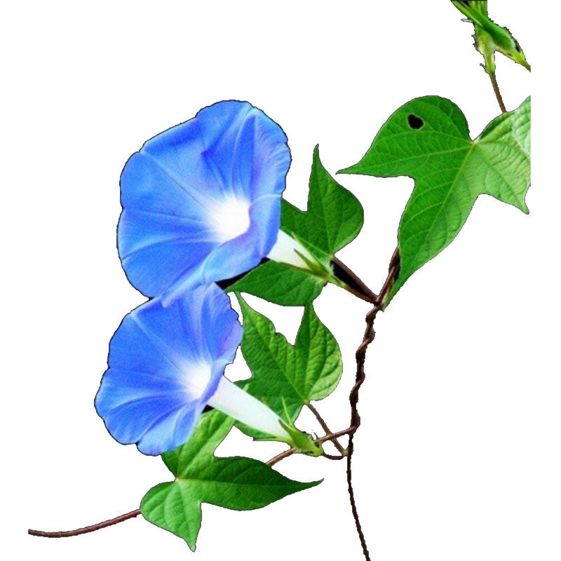 矮牵牛花种孑易活喇叭花花种籽子四季播种开花垂吊盆栽阳台花种子