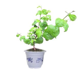 台湾大青枣果树苗高朗枣嫁接苗南方种植庭院四季盆栽地栽当年结果