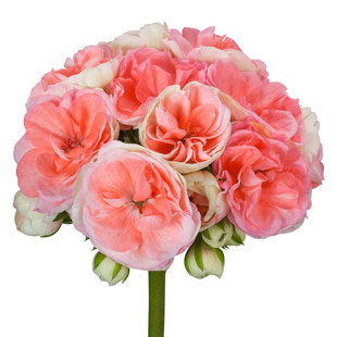 花彩天竺葵盆栽大花球阳台室内花洋绣球花兔子粉垂吊草花常绿好养