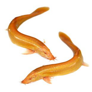 观赏鱼黄金鳅小金龙黄金泥鳅活体冷淡水清洁练手鱼苗清道夫清缸鱼