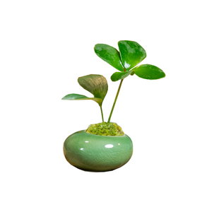 墨西哥铁树幸运四叶草室内办公桌面四季好养绿植室禅意迷你小盆景