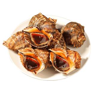 海螺鲜活特大新鲜响螺海螺肉深海海鲜水产大全5斤顺丰商用