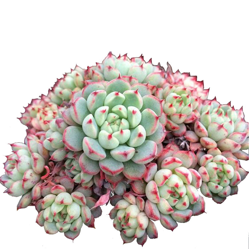 正版姬莲小红衣多头群生绿植盆栽