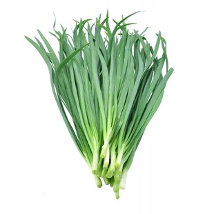 韭菜根苗白根现挖韭菜根种四季宽叶阳台韭菜根包邮新鲜韭菜秧苗