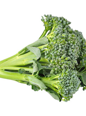顺丰 新鲜现摘西兰苔甜杆芦笋西兰苔当季农家蔬菜西兰花长杆菜苔