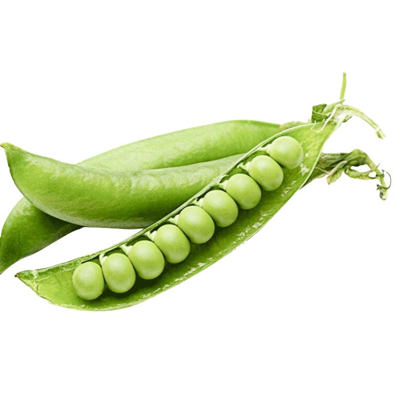 紫甜脆豌豆种子豌豆种籽孑四季蔬菜种籽紫荚碗豆种籽特大甜豆种孑