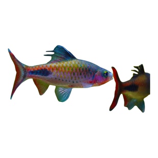 紫红两点鲫克里希那道金斯鲃红尾绿荧光鲫黑影道人小型观赏鱼好养