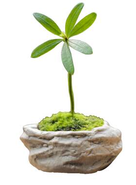 拇指罗汉松微型植物好养净化空气