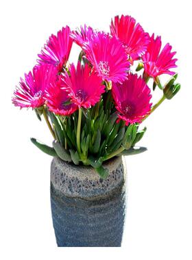 绿植盆栽室内阳台奔龙多肉植物