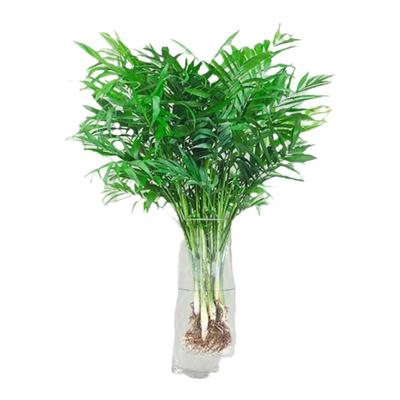 袖珍椰子办公室净化空气水培植物