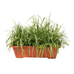 宽叶红根韭菜根带土苗紫根盆栽根儿根苗菲菜韭菜种子种籽秧苗批发