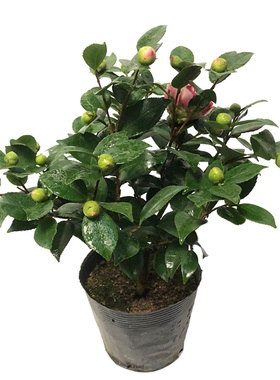 室内香妃四季开花好养包邮盆栽