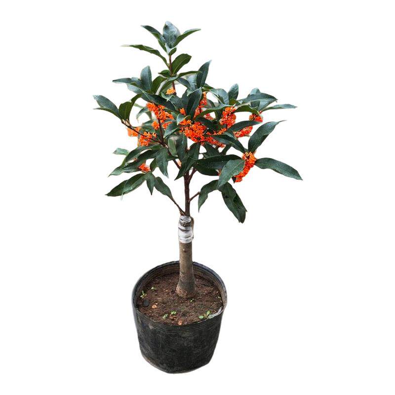 金桂桂花树苗盆栽四季大树