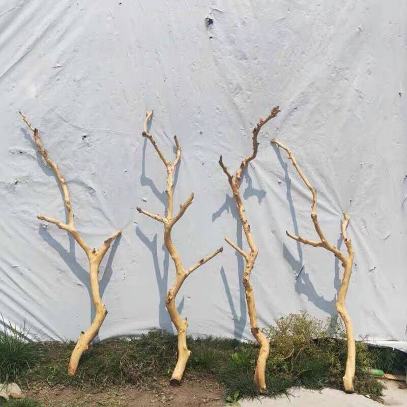 原木枯枝吊顶龙骨杈挂衣架枯木树干鸟装饰架造型壁树枝干枝干艺术