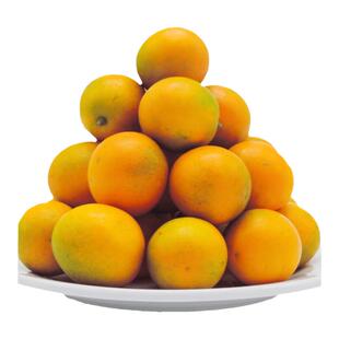 广西融安第三代脆蜜金柑金桔试吃装新鲜现摘纯甜水果孕妇发顺丰包