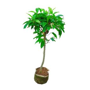 白兰花盆栽黄角兰大树苗玉兰花卉植物室内阳台绿植带花苞花镜植物