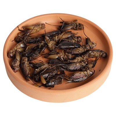 爬虫鬃狮蜥蜴杜比亚保鲜虫蟋蟀樱桃蟑螂爬宠昆树蛙娃守宫冻干饲料