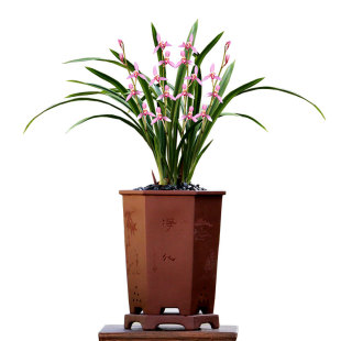 翁源高端四季建兰花苗红花铭品桃娇市长红带花浓香好养室内卉盆栽