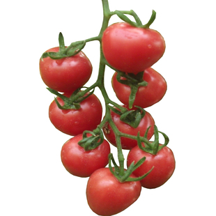 水果红番茄树柿子 蔬菜树种籽 西红柿树四季蔬菜种子观赏菜籽庭院