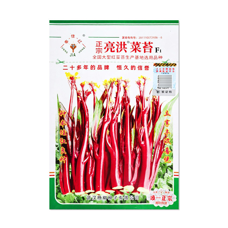 奉佳红正宗亮洪菜苔种子