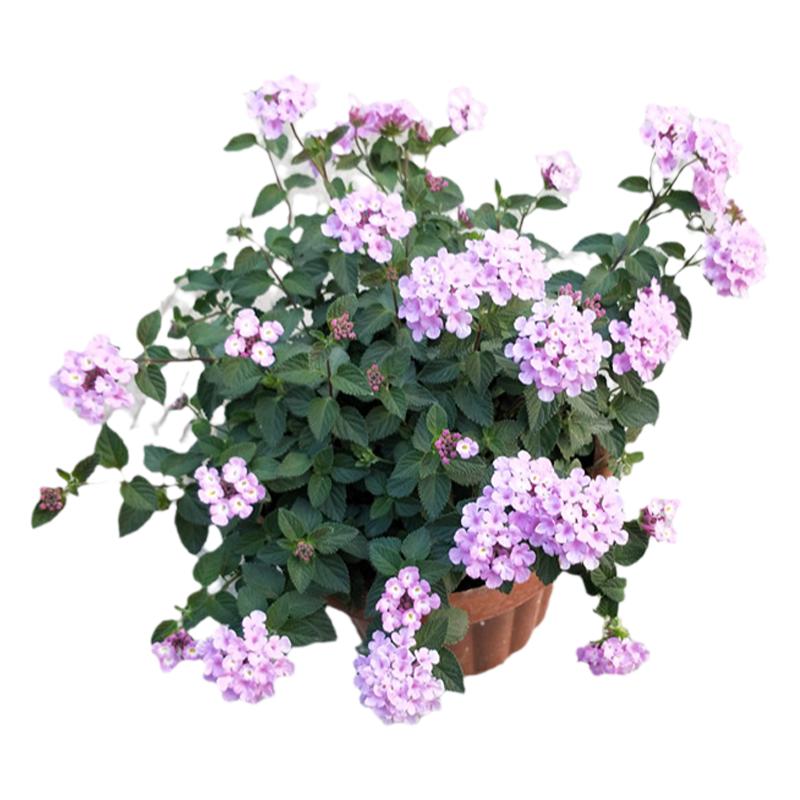 马缨丹五色梅花卉盆栽耐晒