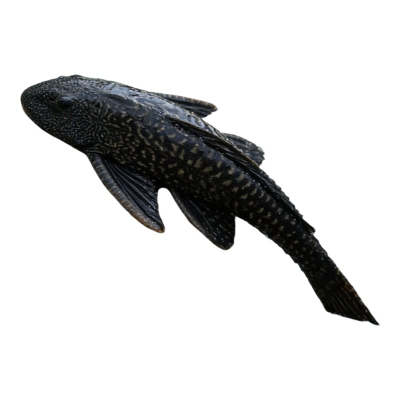 大号清道夫鱼工具清洁鱼缸鱼粪除藻热带吃垃圾耐活好养似鮈鱼棒花