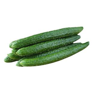 带刺大黄瓜苗秧苗绿瓤青瓜苗子抗病高产春秋阳台盆栽水果蔬菜种苗