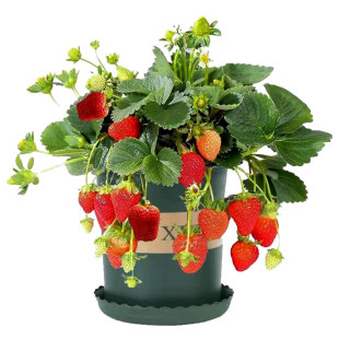 草莓苗四季结果盆栽草莓苗秧99草莓苗奶油草莓苗特大号草莓苗优质