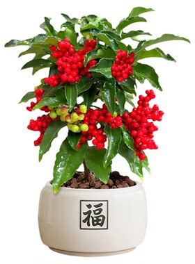 富贵籽盆栽金玉满堂植物