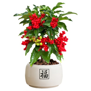 富贵籽盆栽金玉满堂植物耐寒大型绿植花卉盆景室内带果发货年宵花
