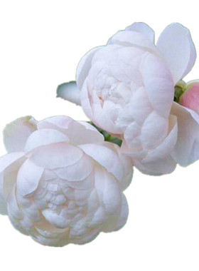 阳台微型月季花苗小白兔子很香