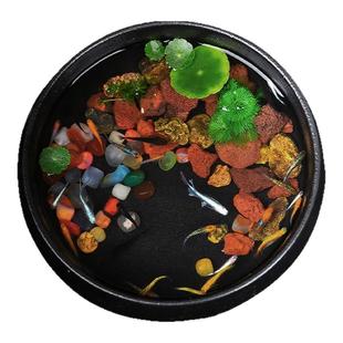 观背青鳉鱼自来水好养耐活体精品冷水鱼青将小型观赏鱼生态缸家养