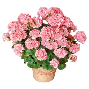 天竺葵盆栽四季重瓣花卉带花苞室内阳台开花植物好养的懒人花苗