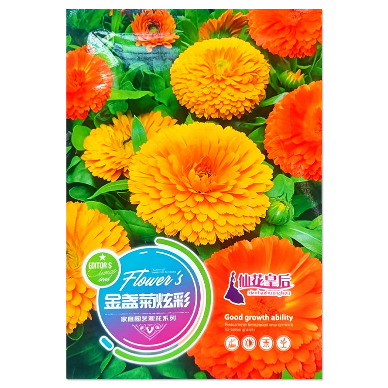 金盏菊种子观赏花卉种子