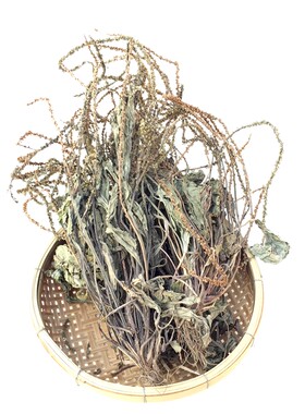 车前草干货500g野生中药材泡茶