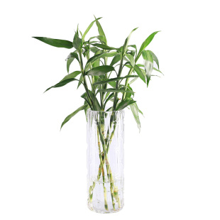 花瓶摆件客厅插花透明小玻璃瓶水养宽口网红大富贵竹直筒大号落地