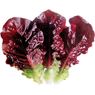 生菜种子赤裙红紫色大叶烤肉包饭沙拉韩国四季盆栽蔬菜籽寿光莱孑