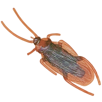 仿真小昆虫小蛇蟋蟀苍蝇套装包邮