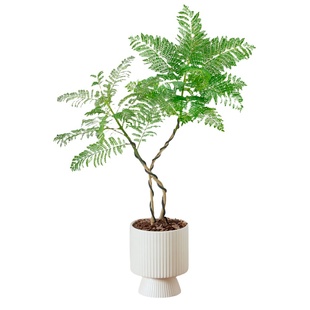 蓝花楹绿植盆栽室内办公室桌面花卉植物适合懒人养的真花易活四季